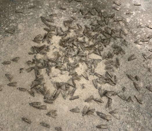 dead moths in rice mill infested with moths after building fumigation with structural fumigant