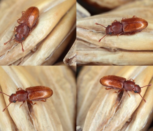 insects in grain stores foreign grain beetle fumigation