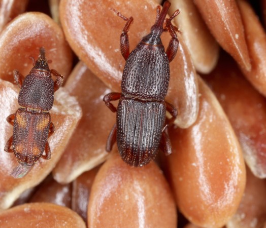 bugs in wheat and barley grain pest insect