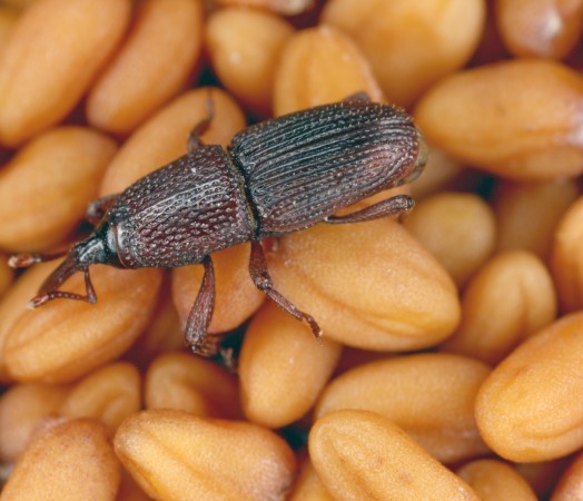 weevil insect bug infestation in grain causes rejection of grain