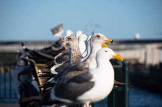 Potentially aroused seagulls
