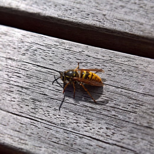 Wasps often nibble at wooden tables in the garden to use the mashed timber for their paper nests