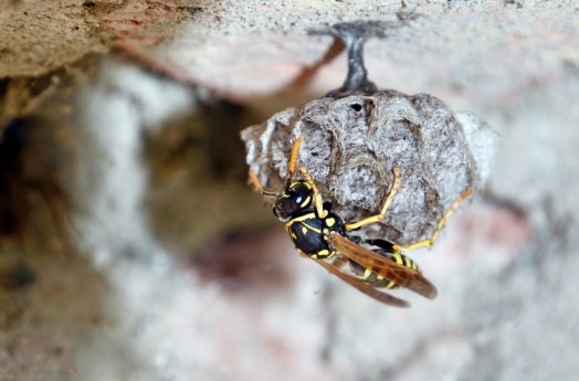 Queen wasp nests are smaller than normal, only reaching a golf ball size. This is her bedsit before she builds a wasp mansion