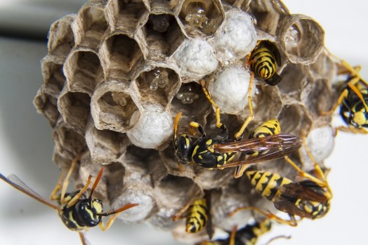 wasp nests are very beautiful and the empty nests are quite harmless. A wasp nest is great thing to show in school